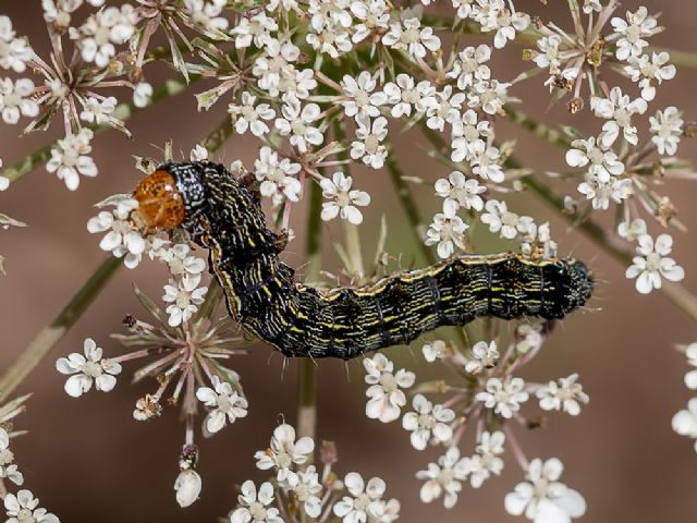 Larva di...Helicoverpa armigera (Noctuidae)